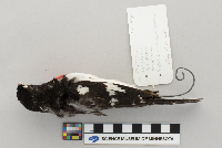 Pheucticus ludovicianus image