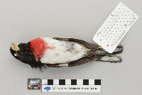 Pheucticus ludovicianus image