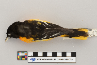 Icterus galbula image