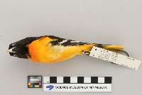 Icterus galbula image