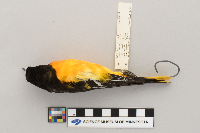 Icterus galbula image