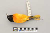 Icterus galbula image