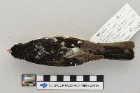 Pheucticus ludovicianus image