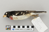 Pheucticus ludovicianus image