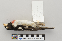Pheucticus ludovicianus image