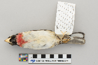 Pheucticus ludovicianus image