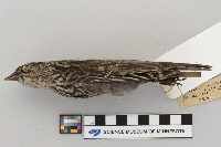 Agelaius phoeniceus image