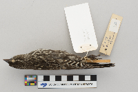 Agelaius phoeniceus image