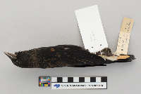 Agelaius phoeniceus image