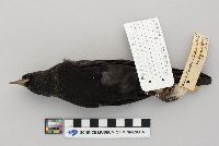 Agelaius phoeniceus image
