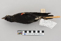 Agelaius phoeniceus image