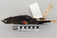 Agelaius phoeniceus image
