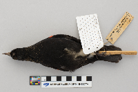 Agelaius phoeniceus image