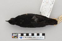 Agelaius phoeniceus image