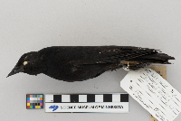 Agelaius phoeniceus image
