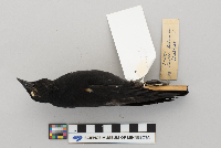 Agelaius phoeniceus image