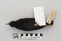Agelaius phoeniceus image