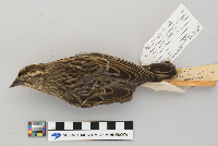 Agelaius phoeniceus image