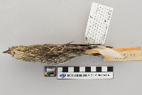 Agelaius phoeniceus image