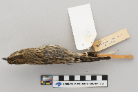 Agelaius phoeniceus image