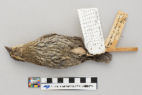 Agelaius phoeniceus image