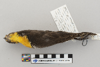 Xanthocephalus xanthocephalus image