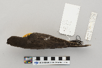 Xanthocephalus xanthocephalus image