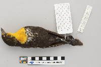 Xanthocephalus xanthocephalus image