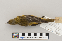 Icterus galbula image