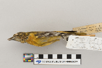 Icterus galbula image