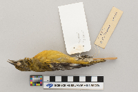 Icterus galbula image