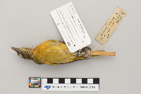 Icterus galbula image