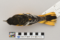 Icterus galbula image