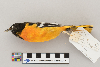 Icterus galbula image