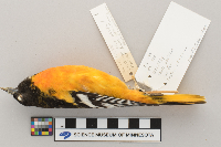 Icterus galbula image