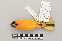 Icterus galbula image