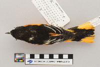 Icterus galbula image