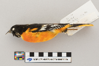 Icterus galbula image