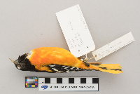 Icterus galbula image