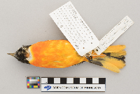 Icterus galbula image