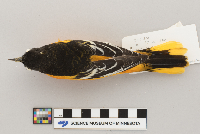 Icterus galbula image