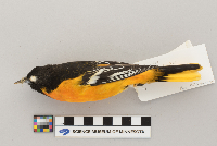 Icterus galbula image