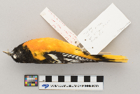 Icterus galbula image