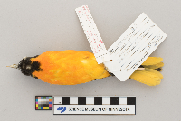 Icterus galbula image