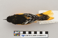 Icterus galbula image
