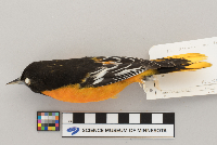 Icterus galbula image