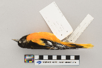Icterus galbula image