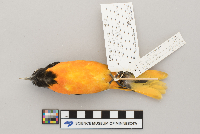 Icterus galbula image