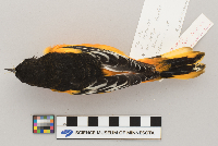 Icterus galbula image
