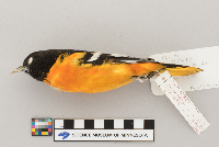 Icterus galbula image